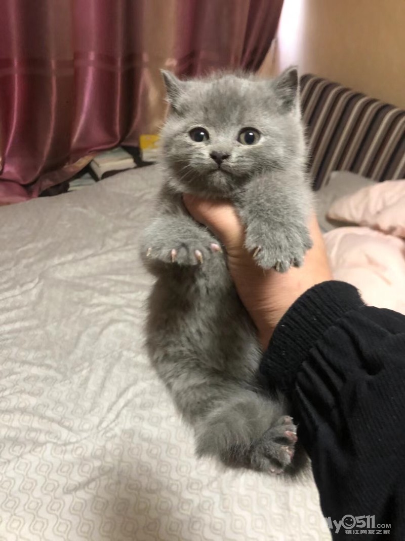 英短蓝猫,公 [广告推广]