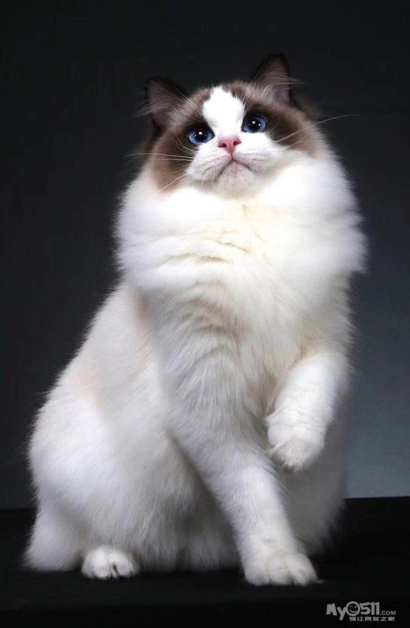 [宠物猫] 双血统海豹双色布偶 [广告推广]