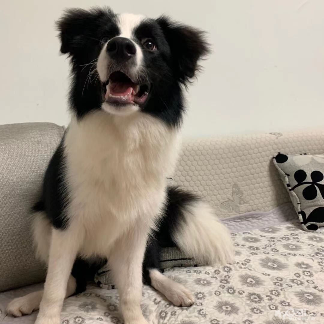 七白三通边牧免费领养