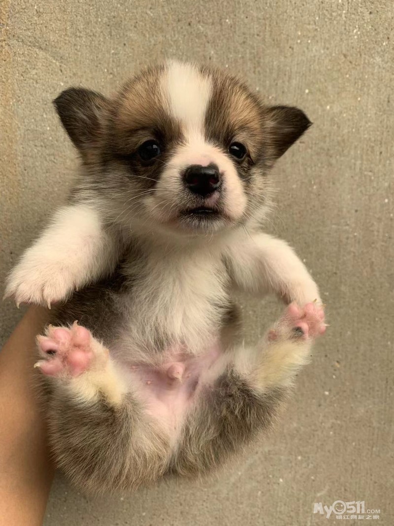 黄白柯基幼犬出售 [广告推广]