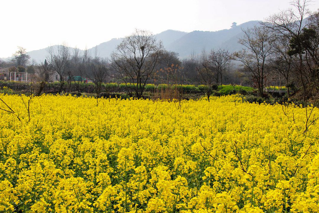 嶂山村图片