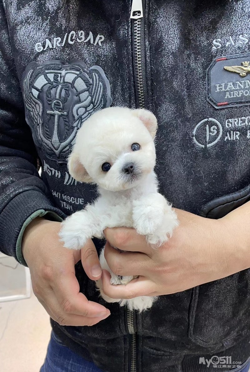 上新:微茶白泰迪白贵宾 歪头杀超萌[耶]