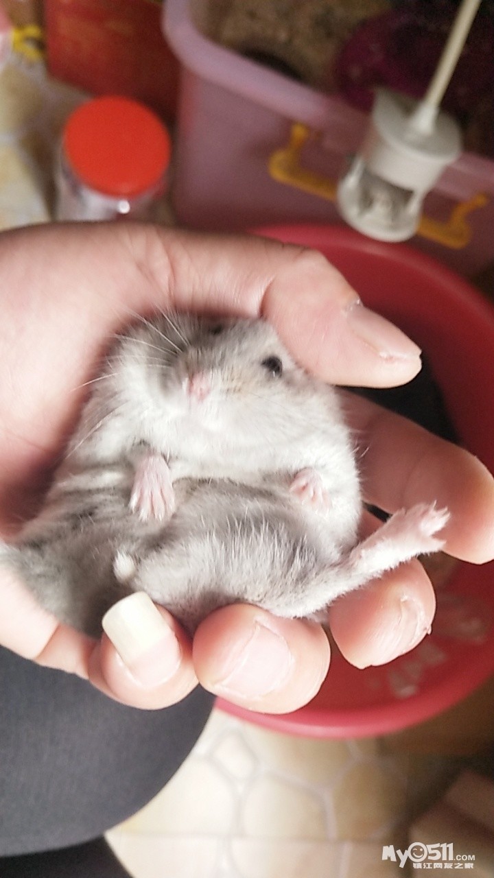 最小的仓鼠图片