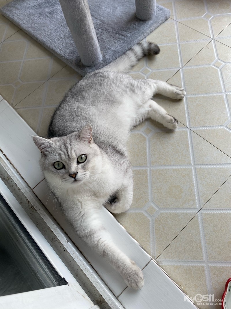 11个月母银渐层找个男朋友!