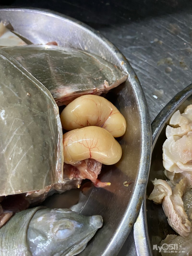 公甲鱼的睾丸图片