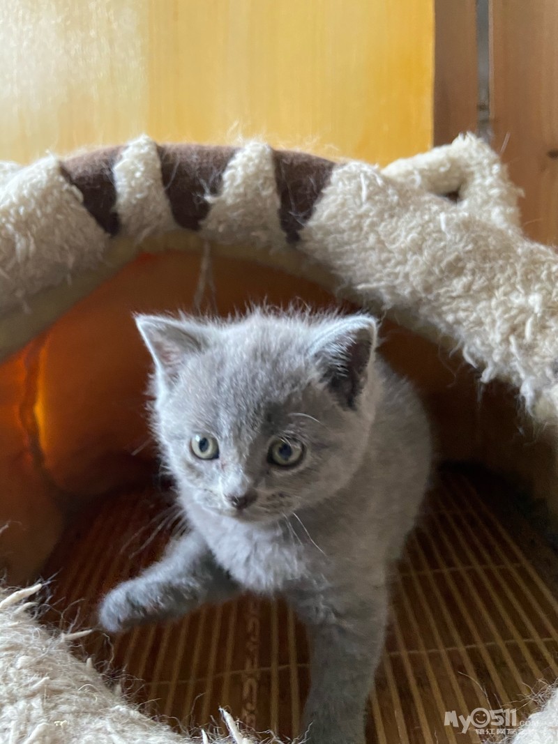 家养英短蓝猫 小母猫 [广告推广]