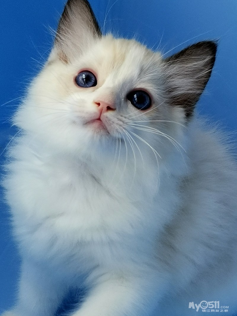 特价布偶猫 [广告推广]