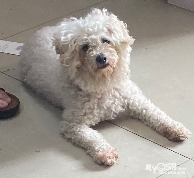 谁家比熊在苏宁?头上扎个小辫子母狗