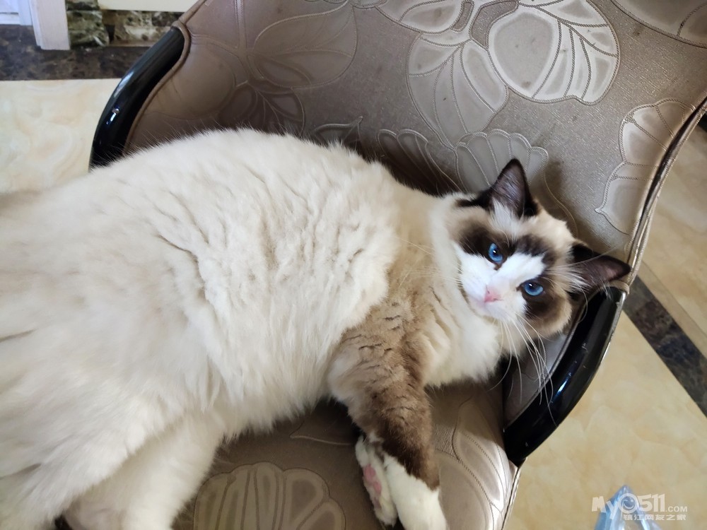 可爱的布偶猫娜娜怀孕了