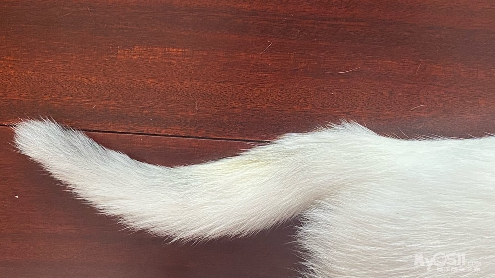 小奶猫串串领养