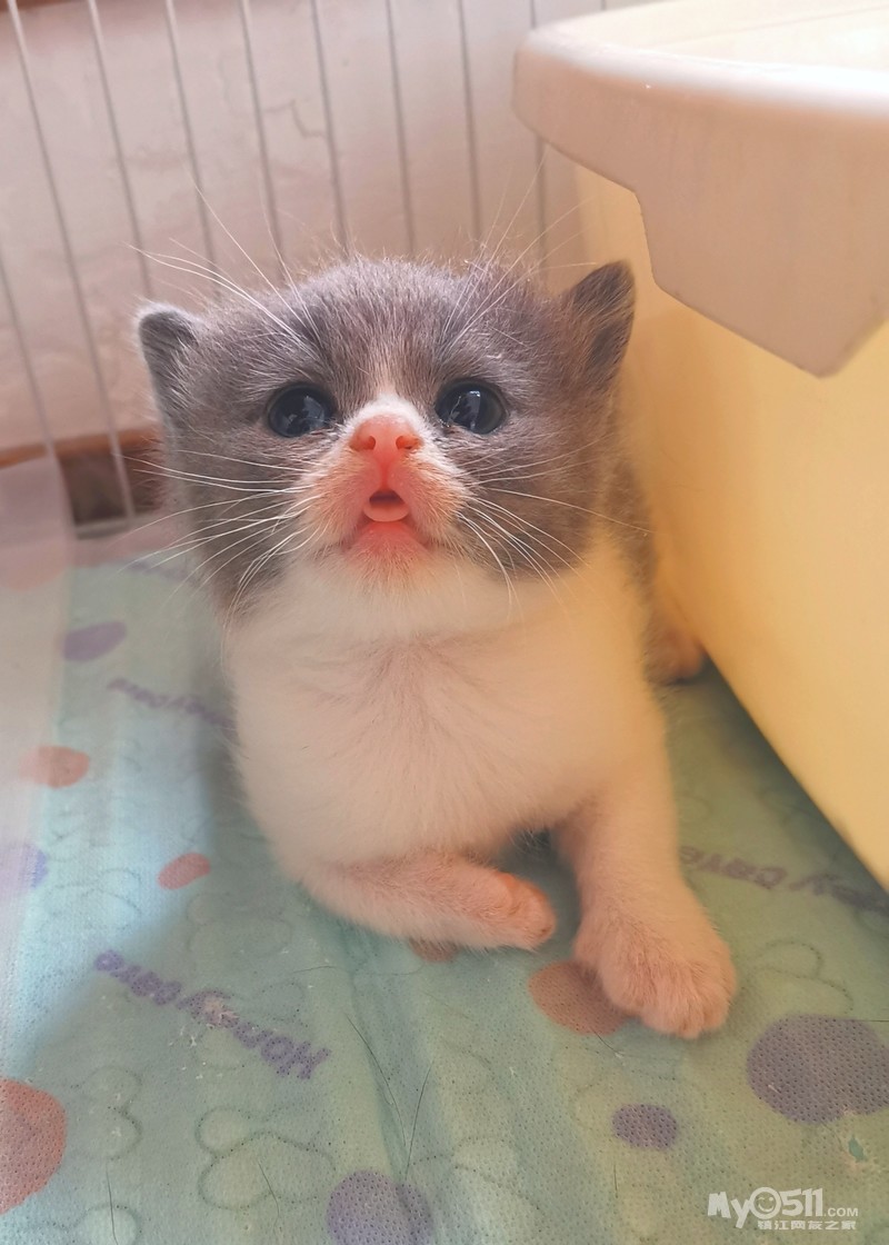英短蓝白弟弟英国短毛猫家养 - 宠物市场 - 梦溪论坛 镇江,时事,招聘