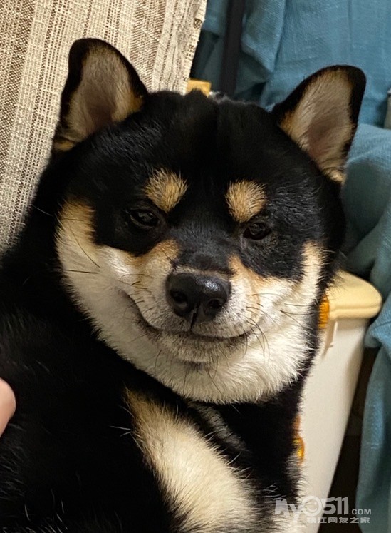 镇江黑柴 - 宠物市场 - 梦溪论坛 镇江,时事,招聘