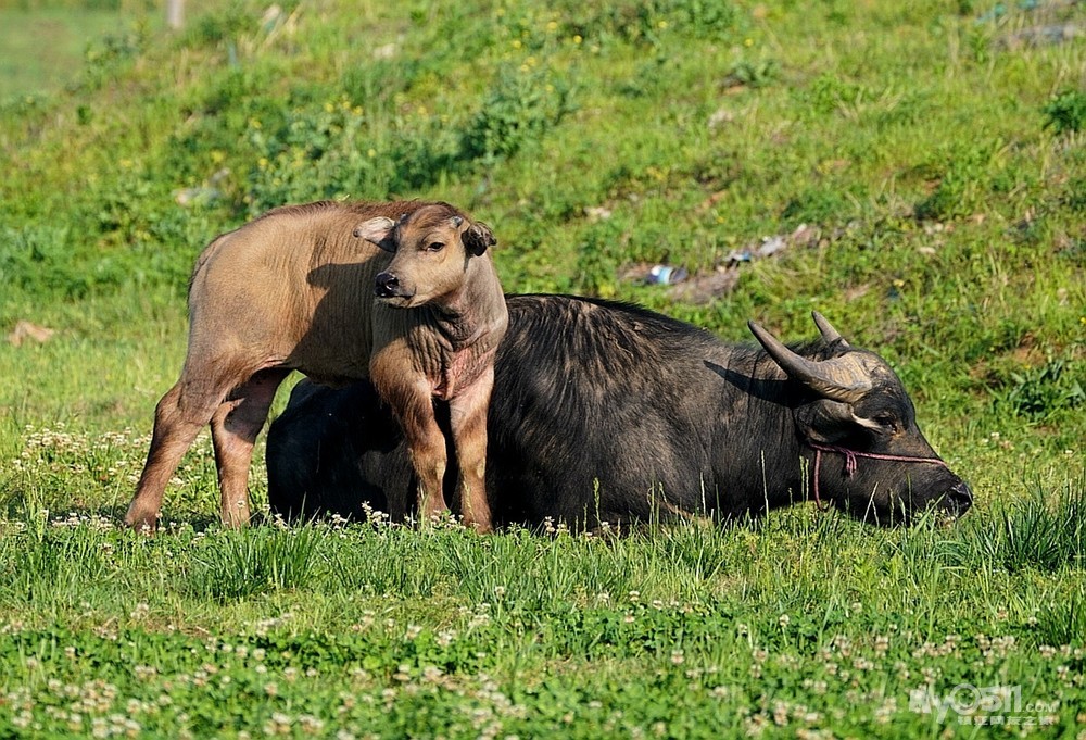 萌萌哒小水牛.