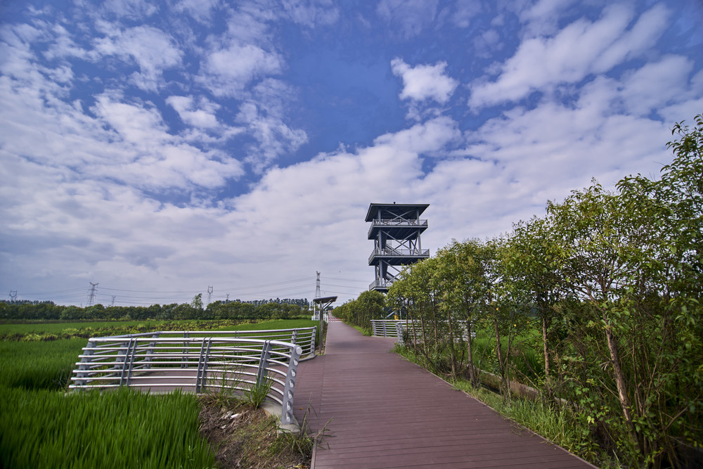 发达地区的农村只是工业的修饰和点缀-----常州孟河稻田画