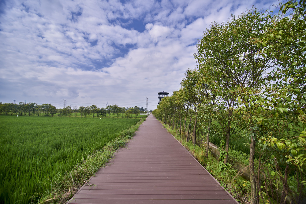 发达地区的农村只是工业的修饰和点缀-----常州孟河稻田画