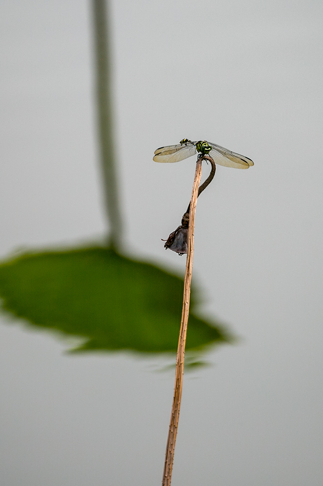 蜻蜓与秋荷