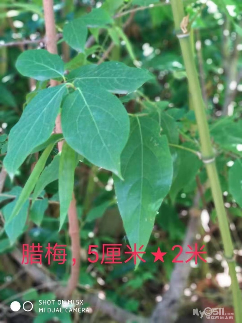 qn_1631506288769542_195rs.jpg