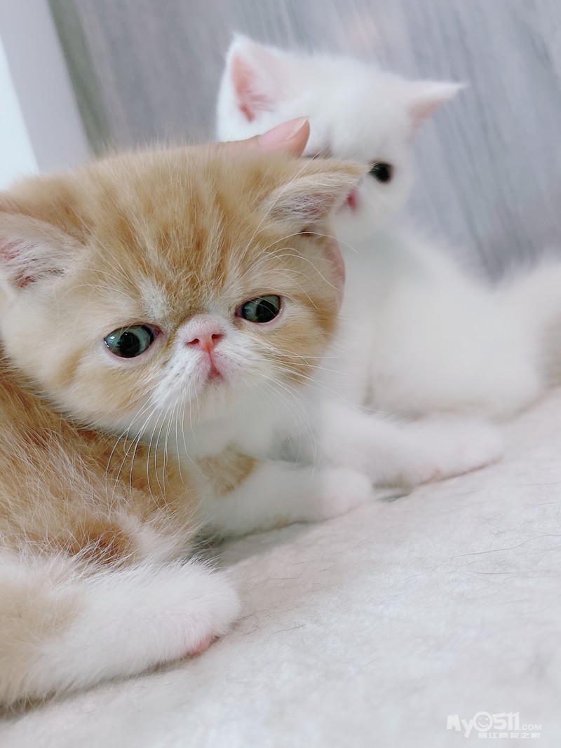 小加菲 [广告推广]