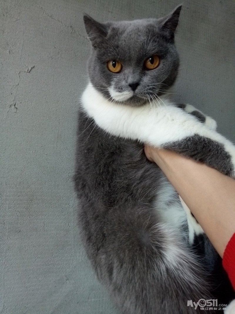 有偿出帮一只成年蓝白英短美眉188元找新家