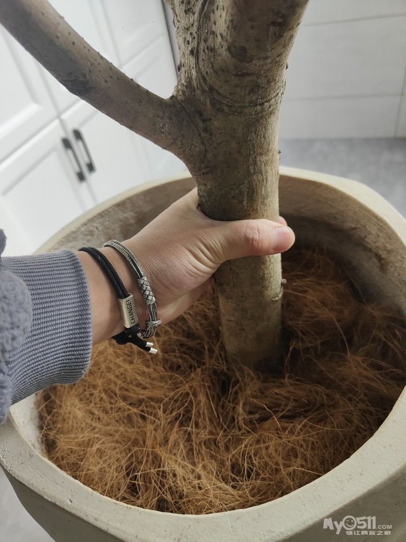 超级大老桩花叶橡皮树养了2年了 适合北欧或者ins风