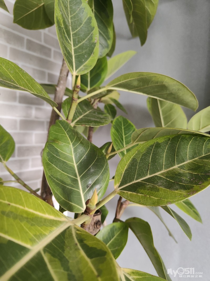 超级大老桩花叶橡皮树养了2年了 适合北欧或者ins风