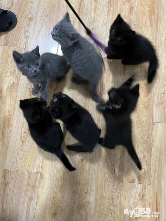 家养英短一窝,有喜欢黑猫警长的吗 [广告推广]