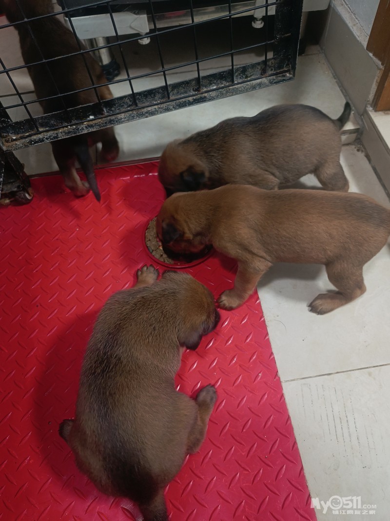 小马犬一窝有需要的联系18262389913