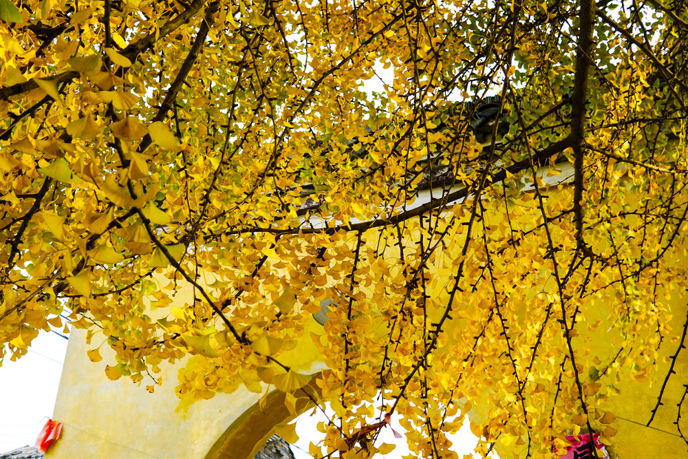 华山村千年古银杏树