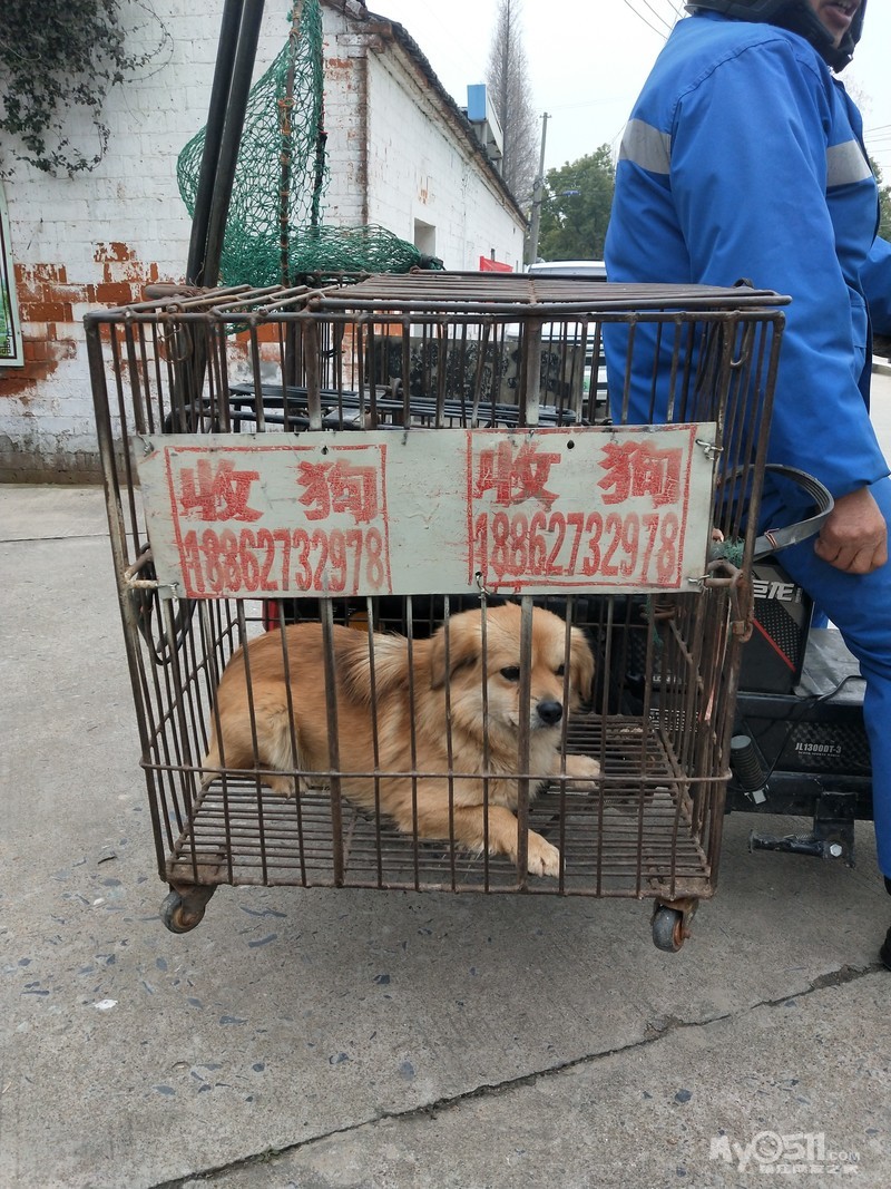 南京狗市场交易市场什么时候 (南京狗市场交易市场位置)