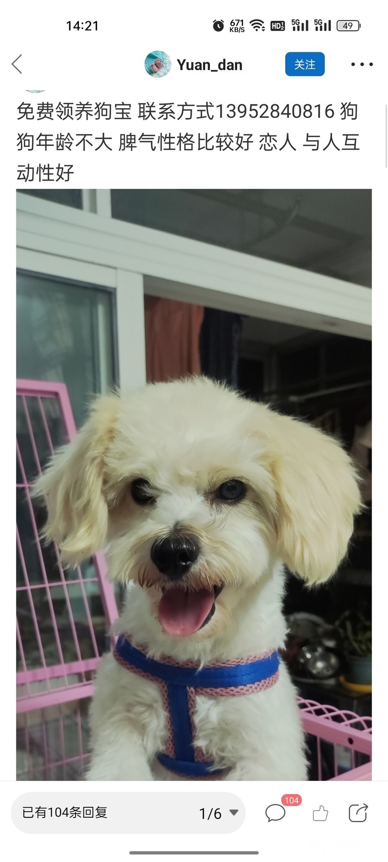 如何寻找丢失的宠物狗 qn_1695363772983490_536rs.jpg